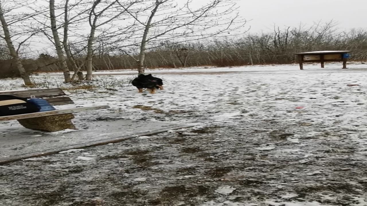 First snowfall walk with Luna, Max, Chip, Felix, Finn and Jasper