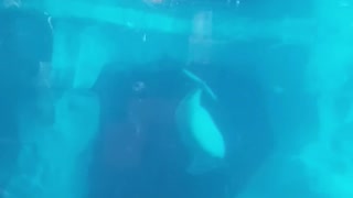 Beluga Fun