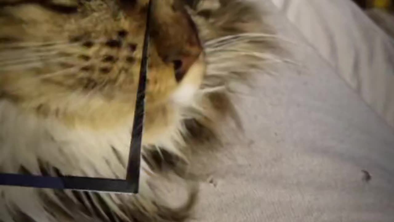 Just my cat