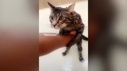 Romeo the cat enjoying a bath