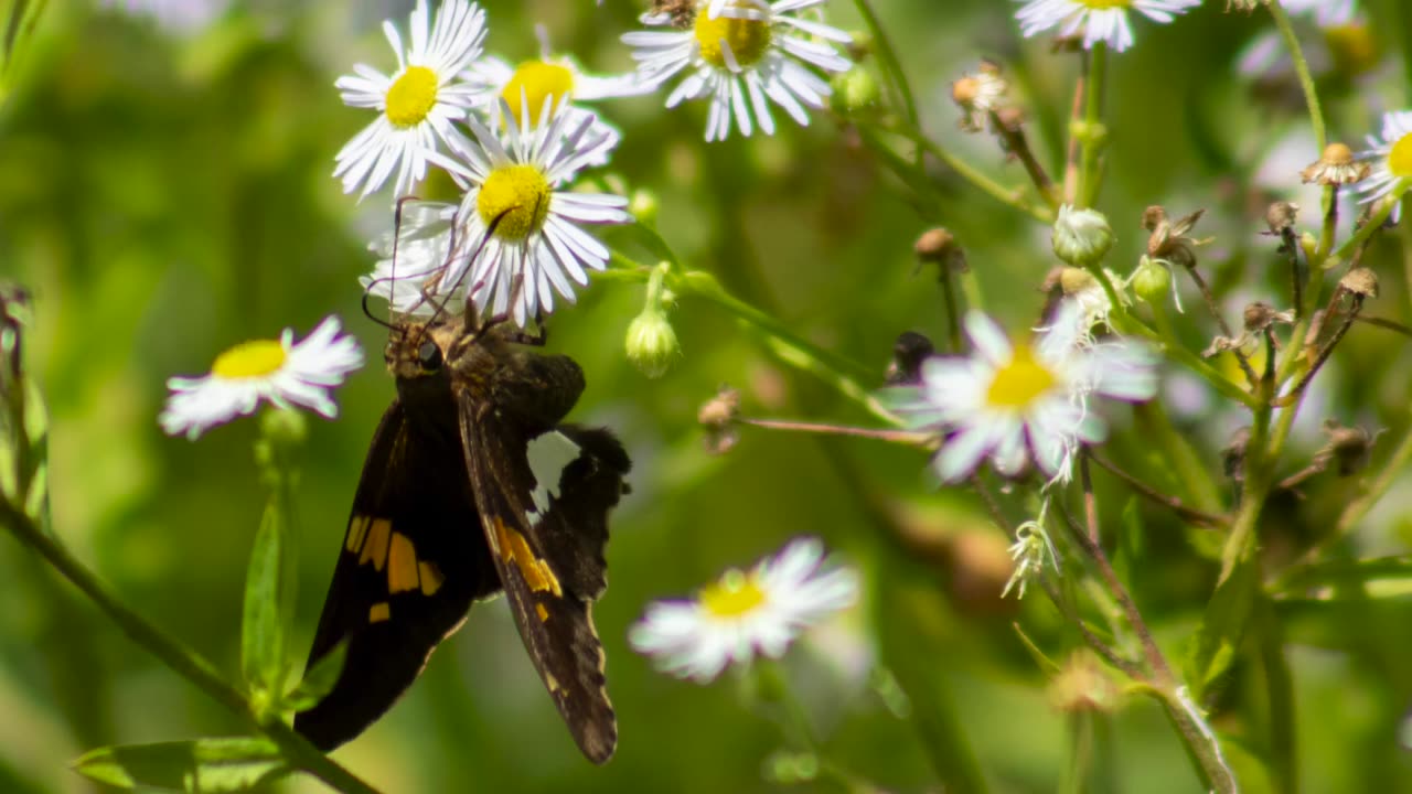Butterfly Trail