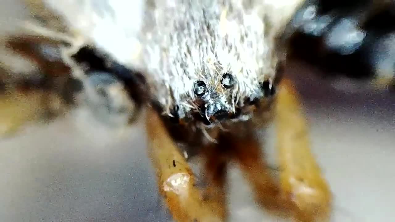 THE BRUTAL BATTLE OF THE WASP SPIDER AND WASPS FROM THE WASP NEST! [Live feeding!]-4