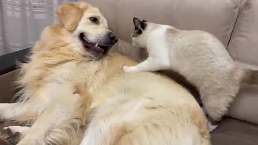 Golden Retriever Attacked by Kitten [TRY NOT TO LAUGH or GRIN]