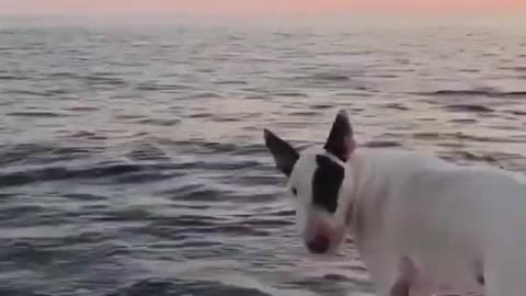 Buddy Sees A Dolphin For The First Time