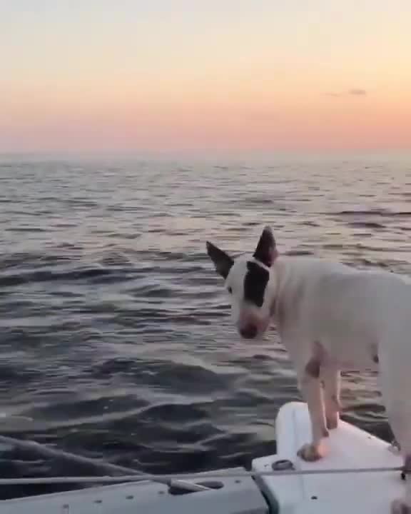Buddy Sees A Dolphin For The First Time