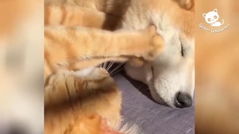 FUNNY CATS