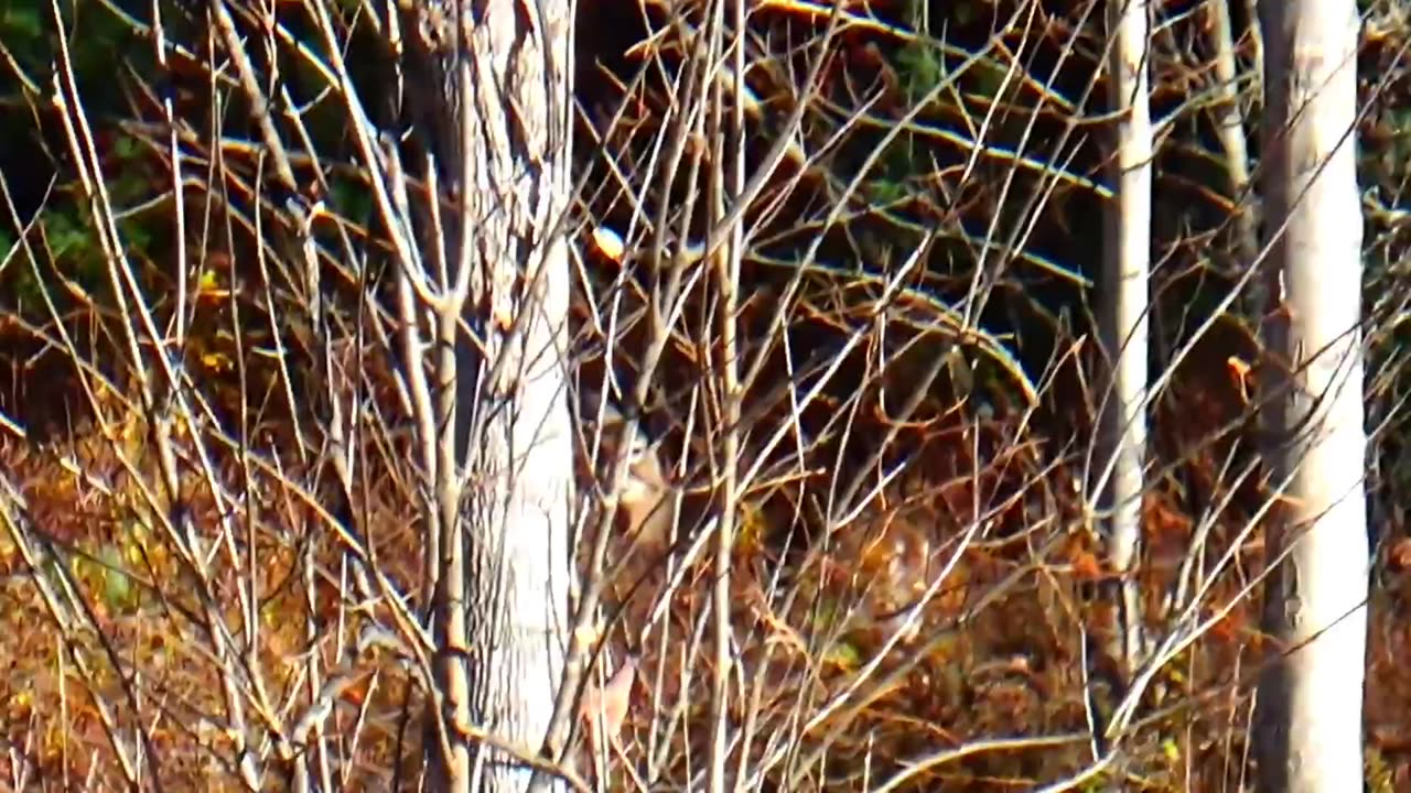 White-tailed deer