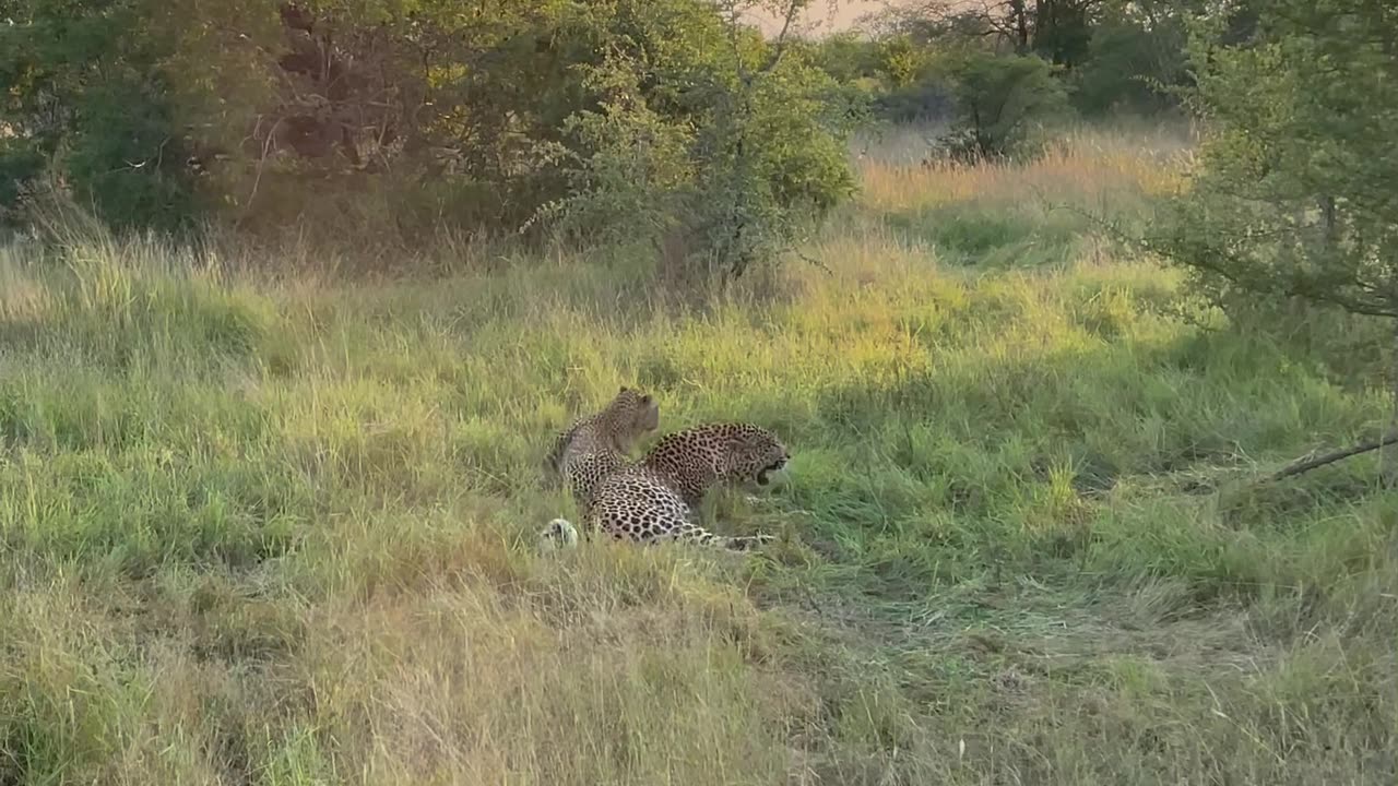 Female Cheetah Courts Male