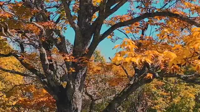 The leaves can only last until this weekend's autumn in Shennongjia