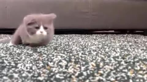 Funny cat