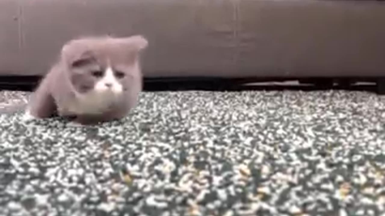 Funny cat