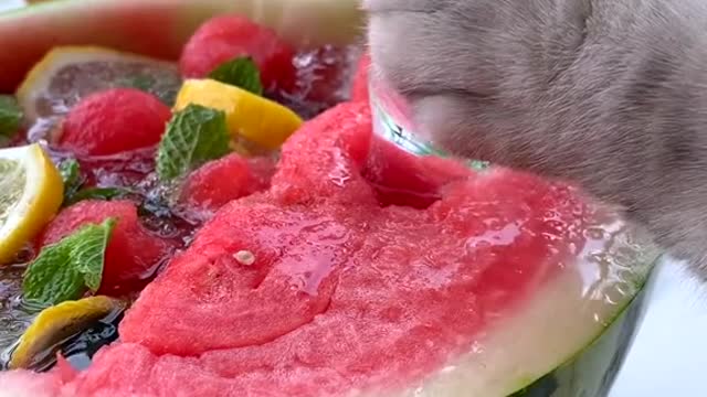 Kitten preparing watermelon drink