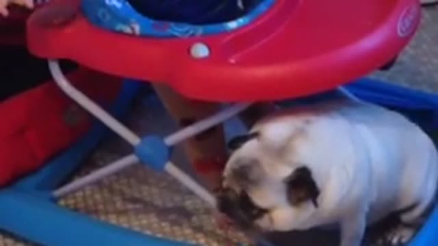 Baby has priceless conversation with his pug