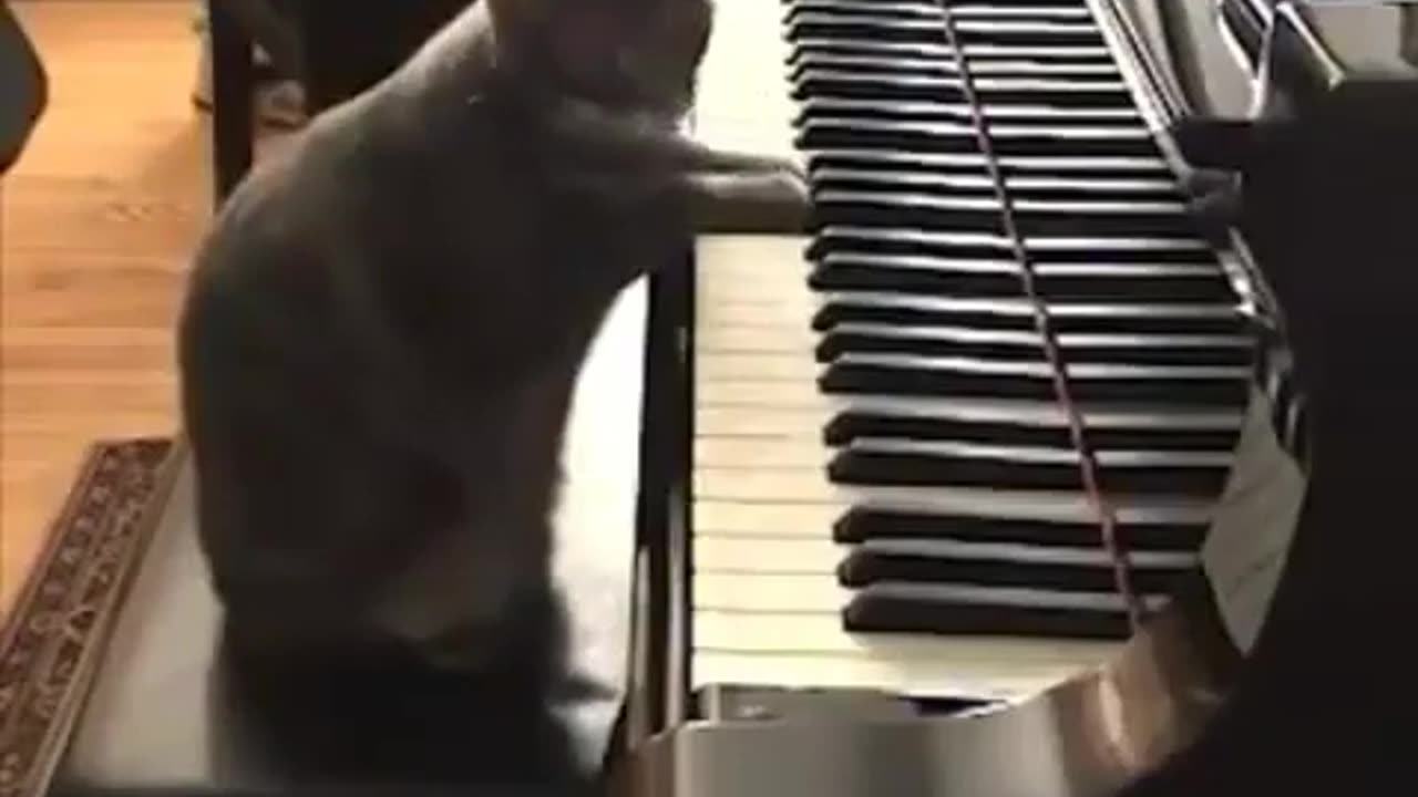 Small Cat trying to play the piano !