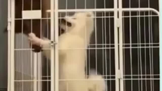 🤣Best cats and dogs funny videos (try not to laugh)🤣😅😂