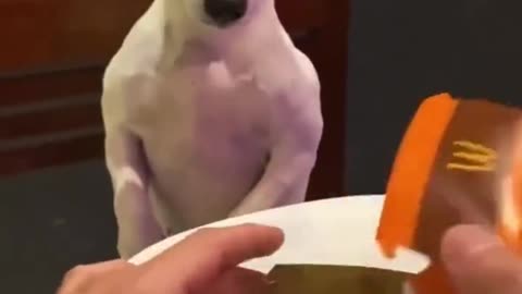 Inflation Hitting Dogs The Worst