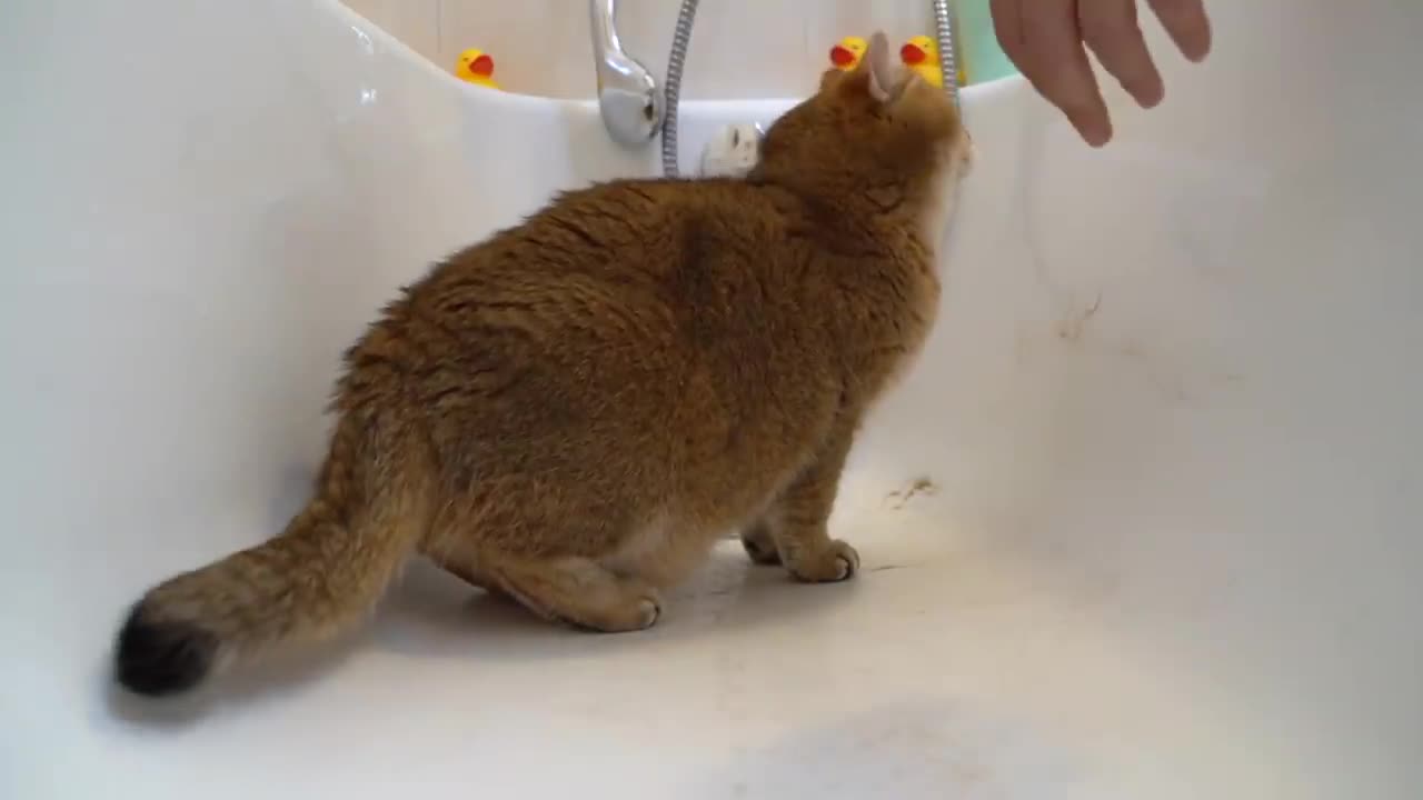 Brushing a Cat