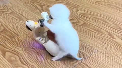 funny animals video