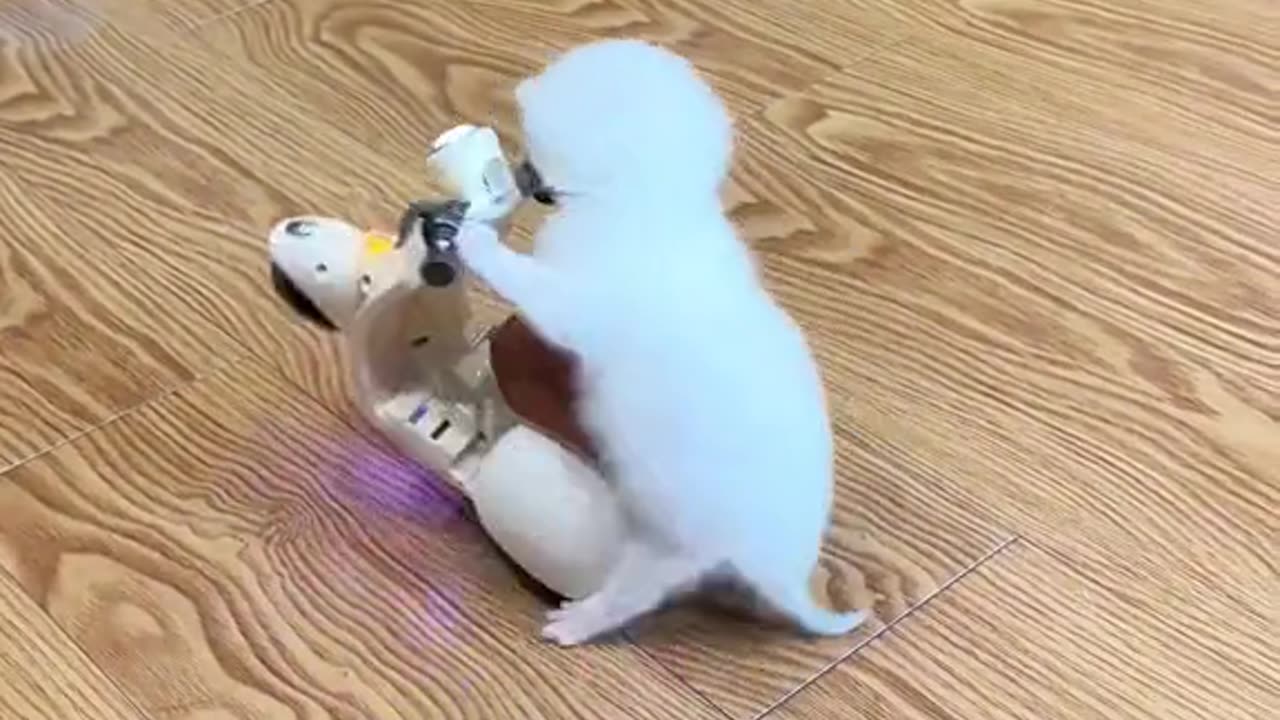 funny animals video