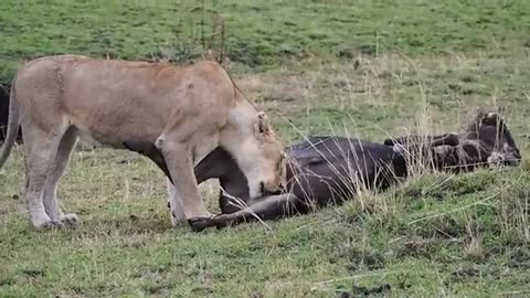 Lioness eating wildbeast