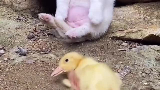 dog and duckling