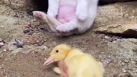 dog and duckling