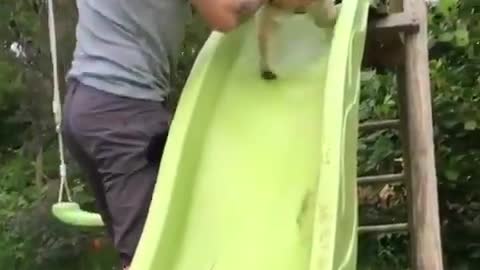 Little dog having a lot of fun