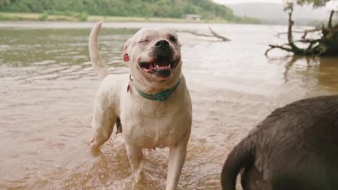 Two dogs playing in the river water