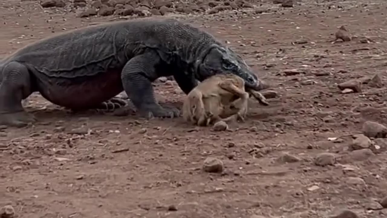 Komodo dragon Reptiles Eating A Goat