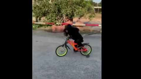 STUNT MONKEY