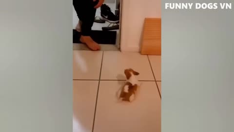 Funniest Animals Video - Funny Dogs And Cats - Try Not To Laugh Animals 2022