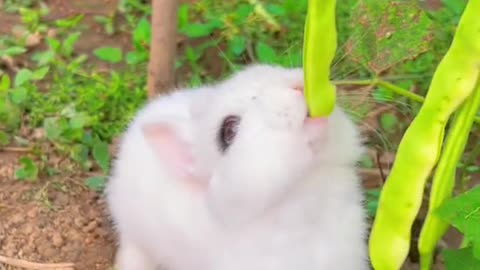 bunny vs plant