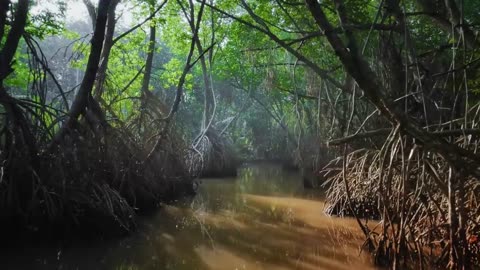 Nature Is Speaking: Shailene Woodley is Forest