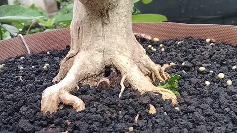 BONSAI