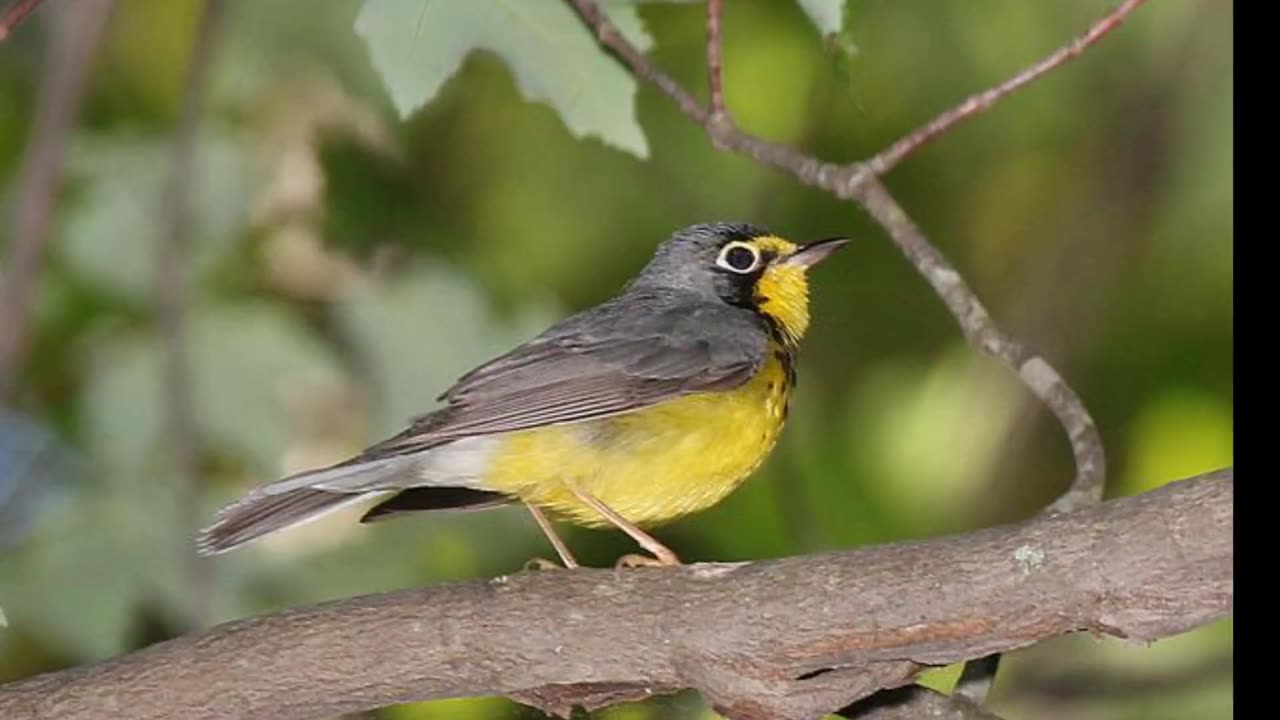 Canada Warbler Song Video