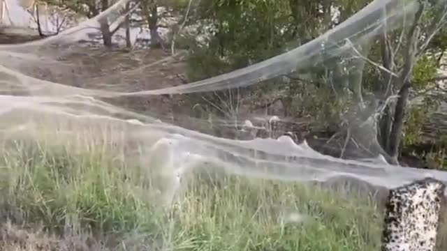Teia de Aranha