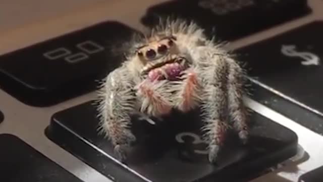 Adorable Spider Gives Dad High Fives