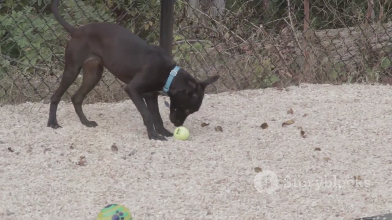 Max's Heroic Rescue A Dog's Tale