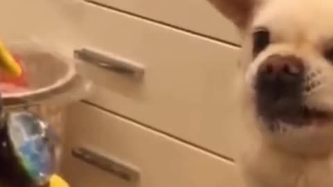 ANGRY DOG SO FUNNY HAHAHHAHAHHAHHA