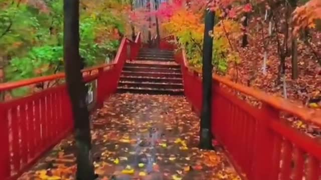 # autumn # fallingleaves # yellowleaves # redleaves # relax # nice#beauty#tikt.