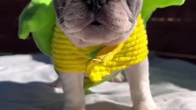 cute puppy wearing corn costume :)