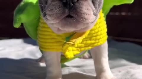 cute puppy wearing corn costume :)