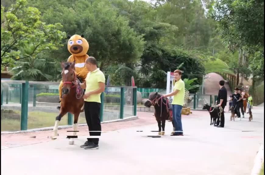 Watch tigers and lions play in harmony