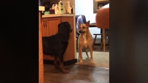 Dog Persuades Newly Adopted Rottweiler to Play With Him