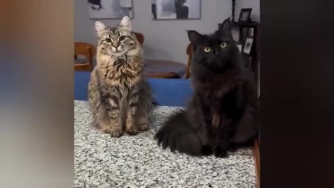 20 minutes of adorable cats and kittens videos to keep you smiling