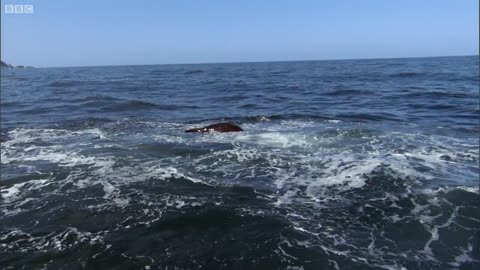 Orcas Attack Sea lion
