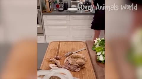 Funniest Cats And Dogs Videos 😁 - Best Funny Animal Videos 2023 😅 #12