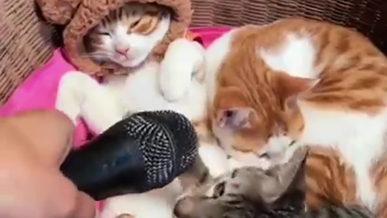 funny compilation of cute cat, cat funny videos, short videos