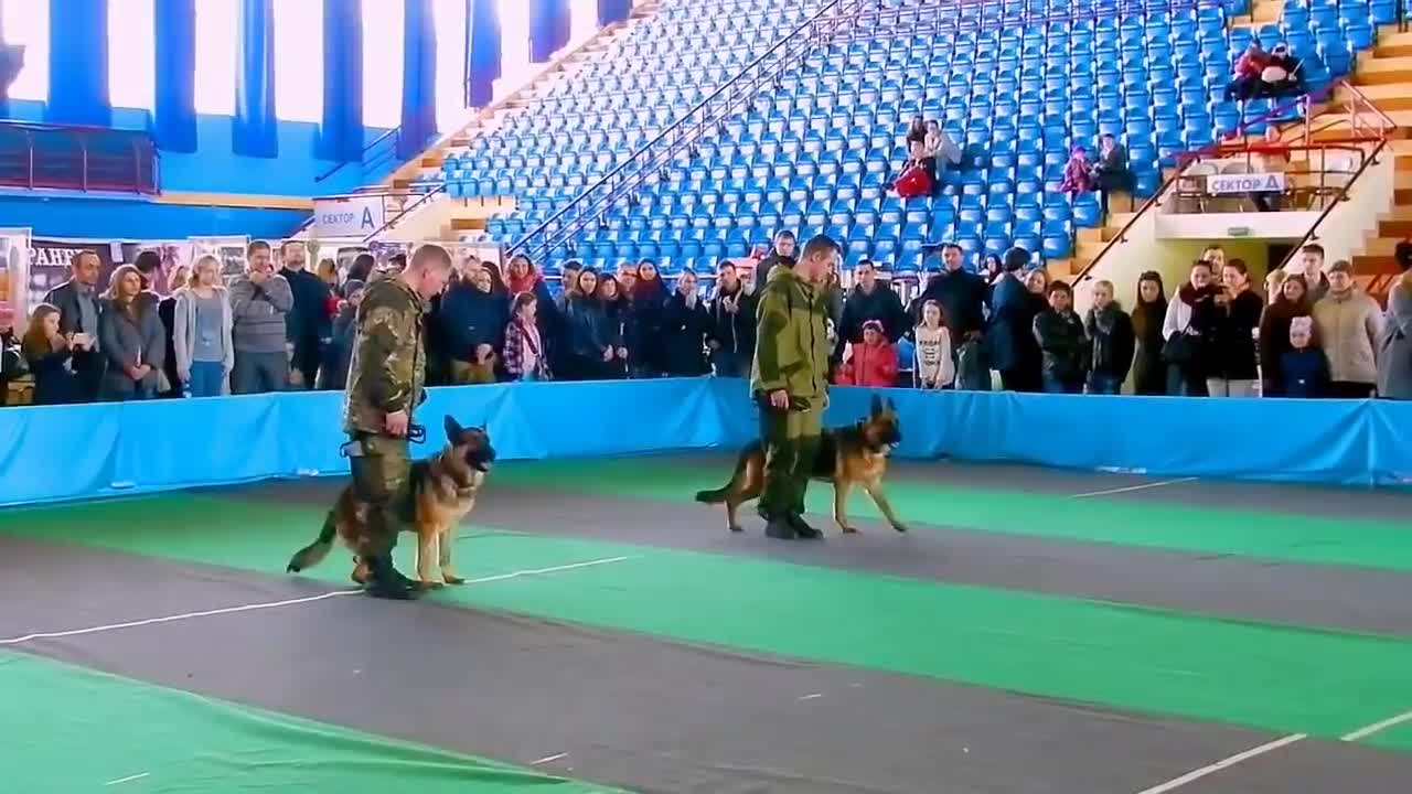 Служебные Собаки. Дрессировка Собак. Немецкие Овчарки. Служебные Собаки Видео. Команды для Собак