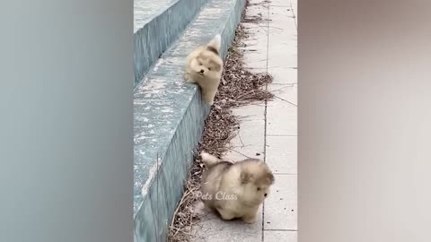 Teaching my Dogs How to Swim